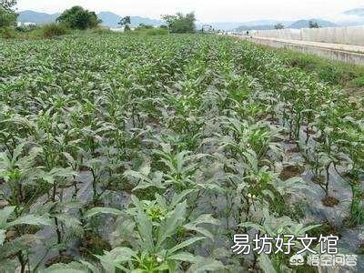 已经6月下旬了,农村这个时候还可不可以种植秋葵呢?如果可以种植的话,应如何种植?