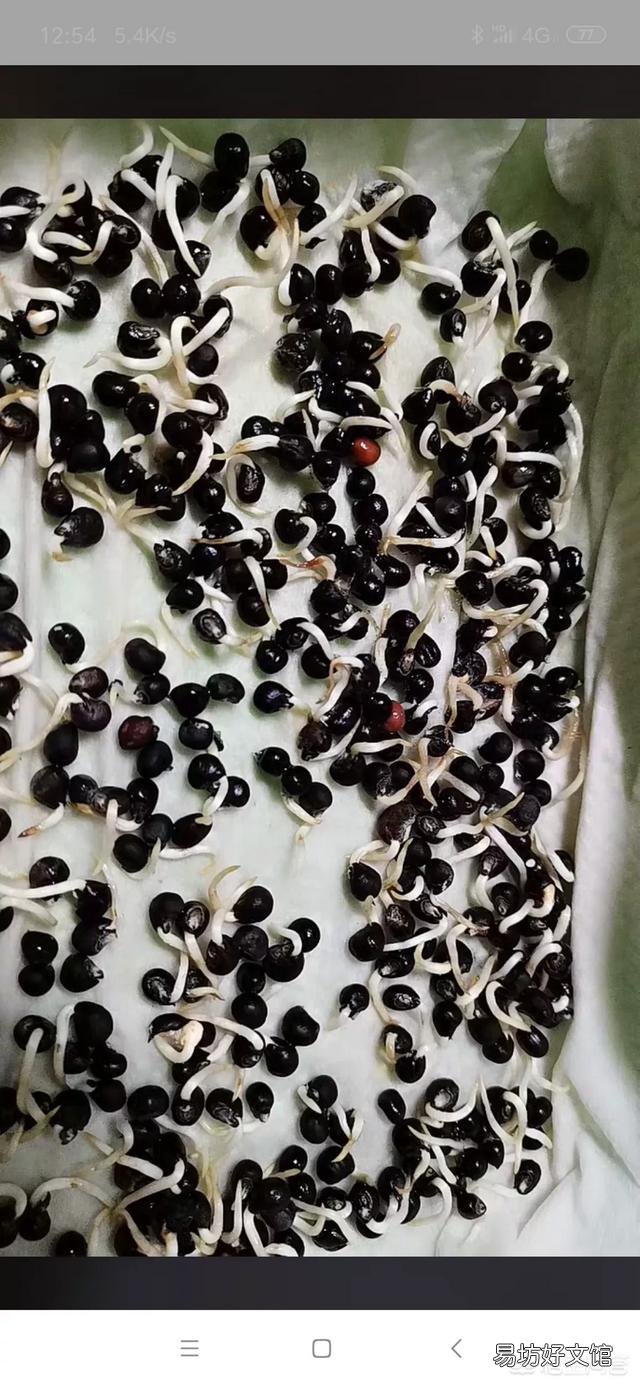 已经6月下旬了,农村这个时候还可不可以种植秋葵呢?如果可以种植的话,应如何种植?
