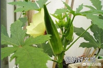 已经6月下旬了,农村这个时候还可不可以种植秋葵呢?如果可以种植的话,应如何种植?