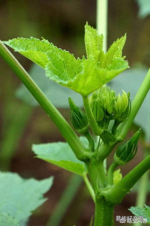 已经6月下旬了,农村这个时候还可不可以种植秋葵呢?如果可以种植的话,应如何种植?