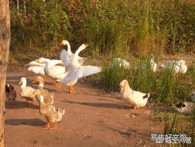 很多人说在农村家里的院子里面养两只鹅就可以预防毒蛇进到家中，真的有用吗？