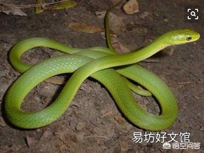 很多人说在农村家里的院子里面养两只鹅就可以预防毒蛇进到家中，真的有用吗？