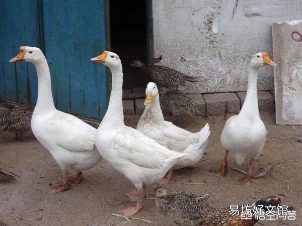 很多人说在农村家里的院子里面养两只鹅就可以预防毒蛇进到家中，真的有用吗？