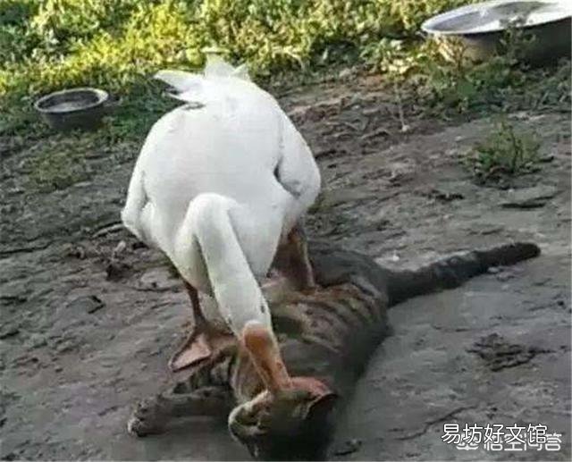 很多人说在农村家里的院子里面养两只鹅就可以预防毒蛇进到家中，真的有用吗？