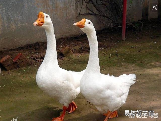 很多人说在农村家里的院子里面养两只鹅就可以预防毒蛇进到家中，真的有用吗？