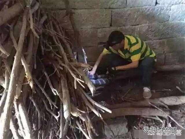 很多人说在农村家里的院子里面养两只鹅就可以预防毒蛇进到家中，真的有用吗？