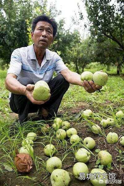 农村经常见收落果的小贩，他们将落果最终卖到哪里去了？