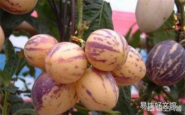 农村经常见收落果的小贩，他们将落果最终卖到哪里去了？