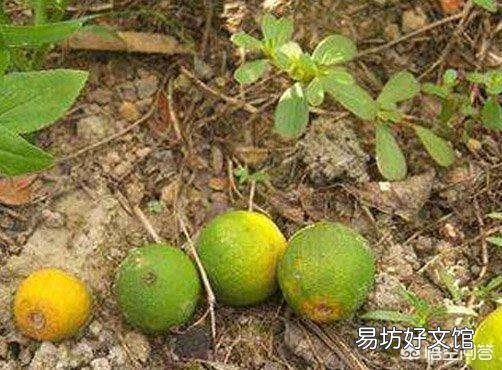 农村经常见收落果的小贩，他们将落果最终卖到哪里去了？