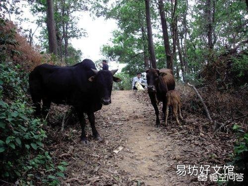 农村经常见收落果的小贩，他们将落果最终卖到哪里去了？