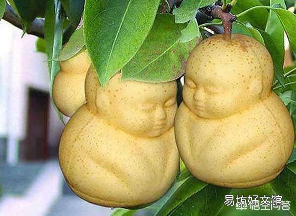 农村经常见收落果的小贩，他们将落果最终卖到哪里去了？