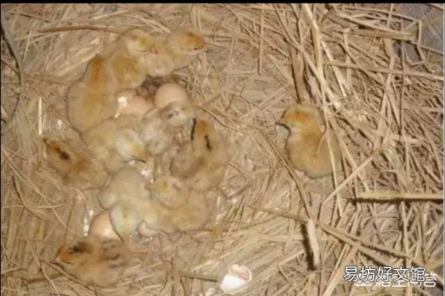 用农村的老母鸡孵小鸡,每次让它孵多少蛋合适?