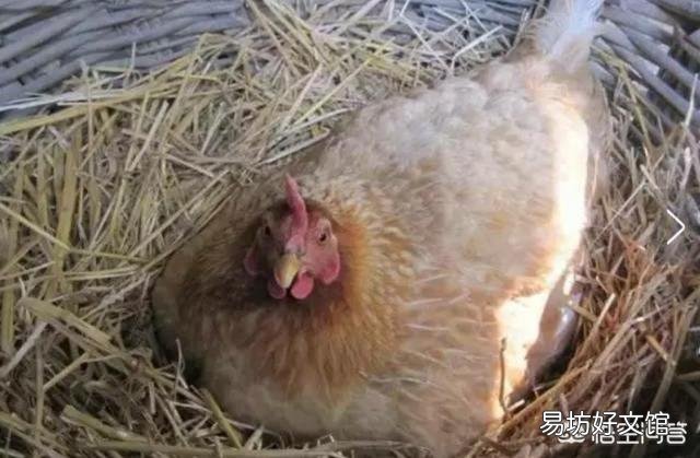 用农村的老母鸡孵小鸡,每次让它孵多少蛋合适?