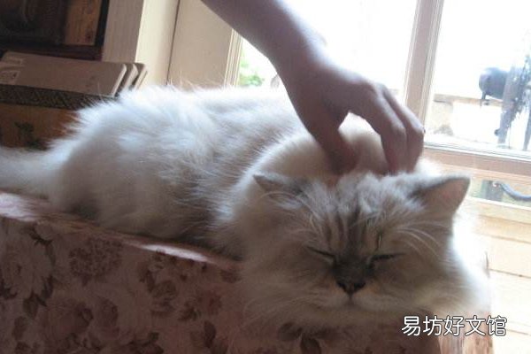 怎么摸猫咪才舒服(怎样摸猫咪才舒服)