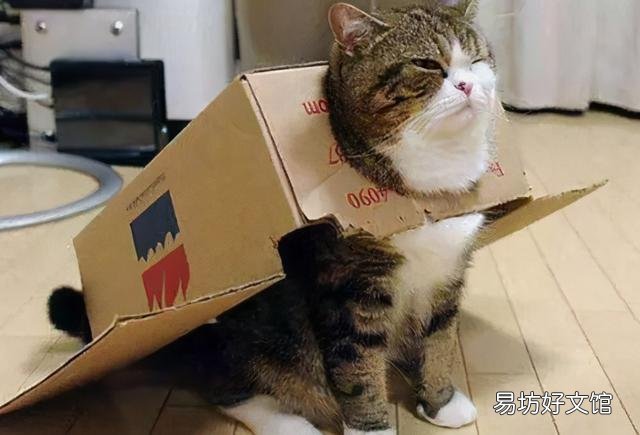 掉毛少的猫(掉毛少的猫排行)