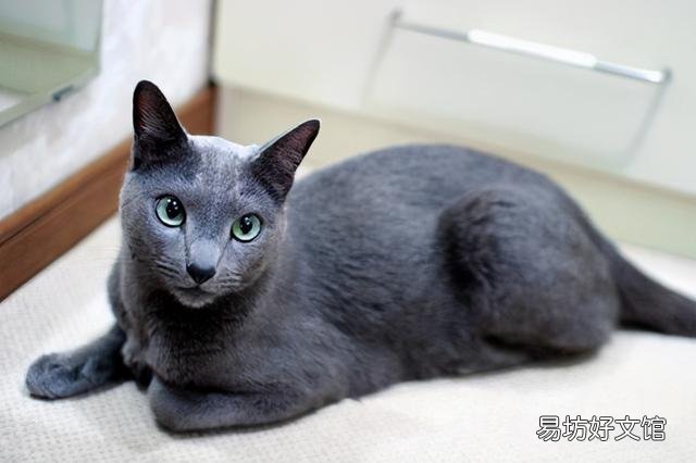 掉毛少的猫(掉毛少的猫排行)