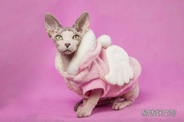 掉毛少的猫(掉毛少的猫排行)