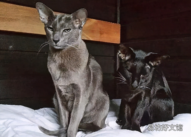 掉毛少的猫(掉毛少的猫排行)