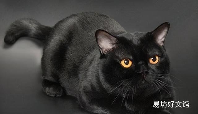 掉毛少的猫(掉毛少的猫排行)