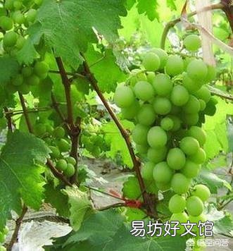 葡萄采用什么办法可以栽后第二年即可结果?