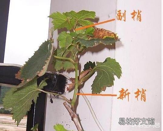 葡萄采用什么办法可以栽后第二年即可结果?