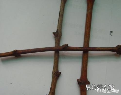 葡萄采用什么办法可以栽后第二年即可结果?
