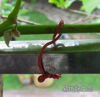葡萄采用什么办法可以栽后第二年即可结果?