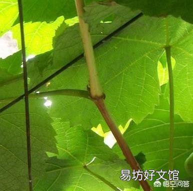 葡萄采用什么办法可以栽后第二年即可结果?