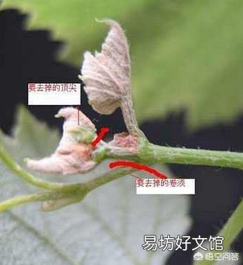 葡萄采用什么办法可以栽后第二年即可结果?