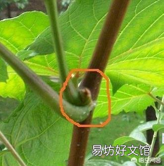 葡萄采用什么办法可以栽后第二年即可结果?