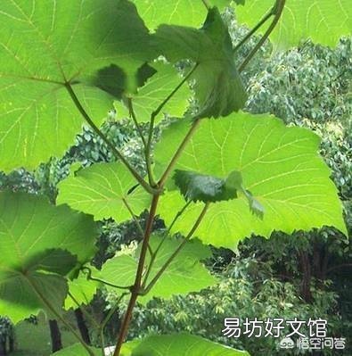 葡萄采用什么办法可以栽后第二年即可结果?