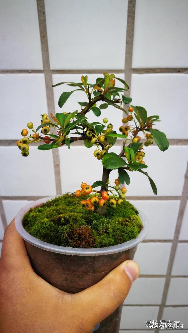 红籽树该怎么培育繁殖？