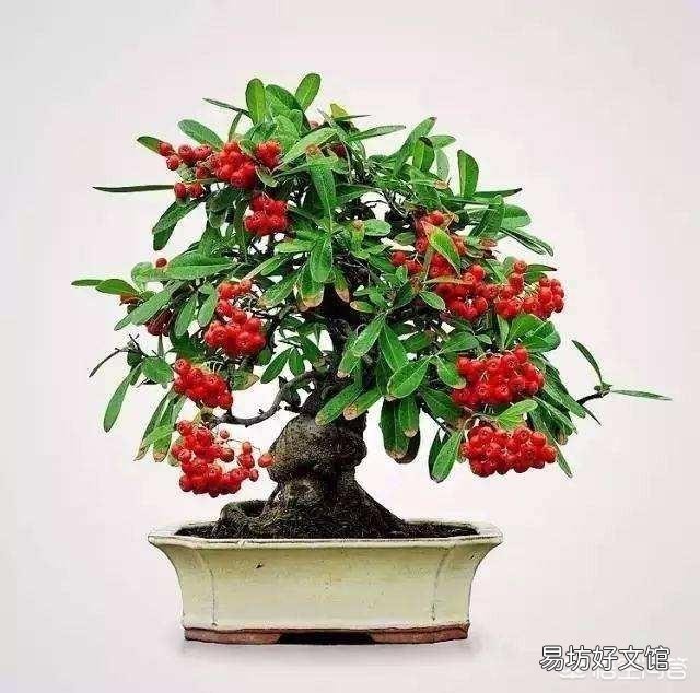 红籽树该怎么培育繁殖？