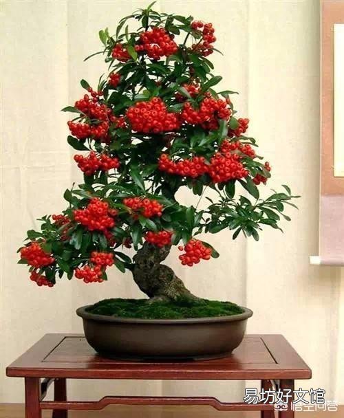 红籽树该怎么培育繁殖？