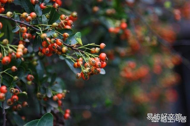 红籽树该怎么培育繁殖？
