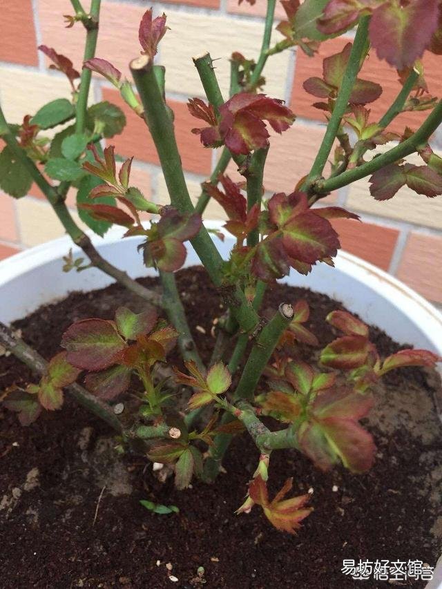 月季在春季萌芽,应如何施肥?