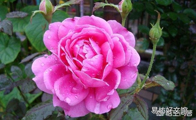 月季在春季萌芽,应如何施肥?