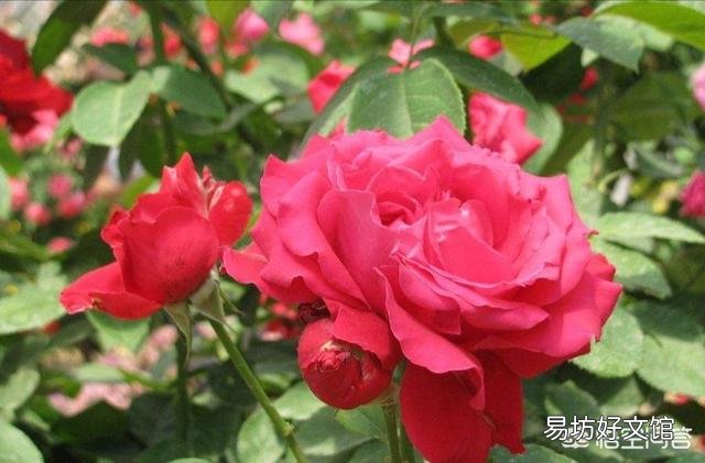 月季在春季萌芽,应如何施肥?