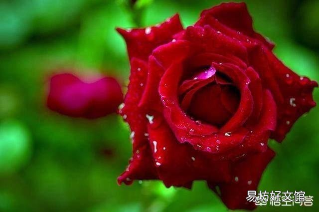 月季在春季萌芽,应如何施肥?