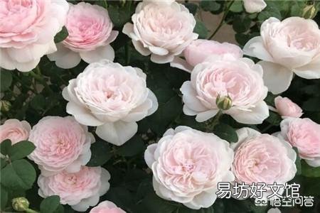 月季在春季萌芽,应如何施肥?