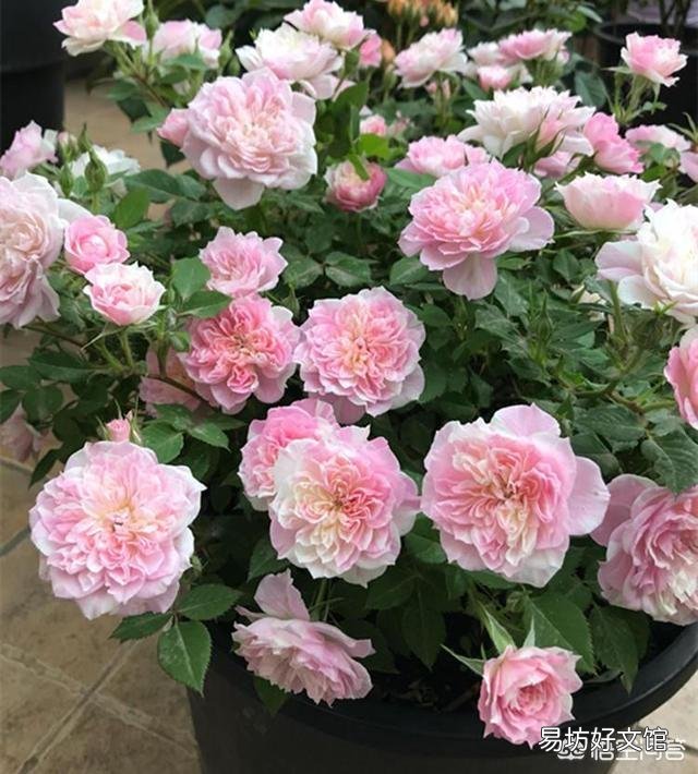 月季在春季萌芽,应如何施肥?