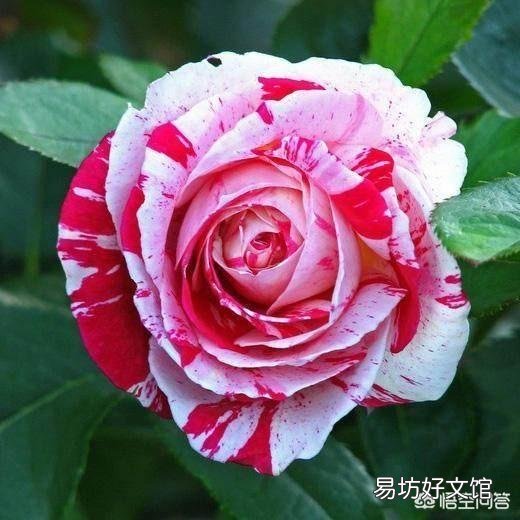 月季在春季萌芽,应如何施肥?