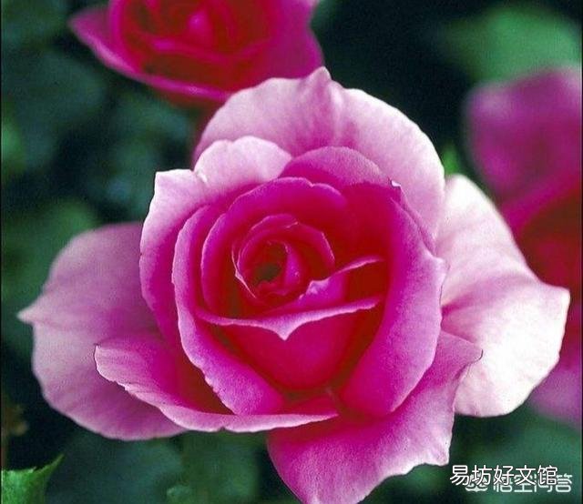月季在春季萌芽,应如何施肥?
