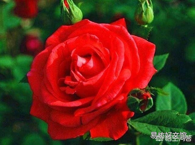 月季在春季萌芽,应如何施肥?