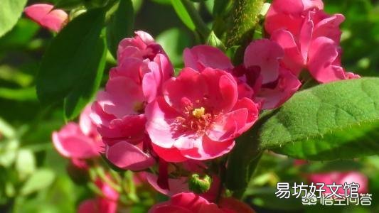 月季在春季萌芽,应如何施肥?