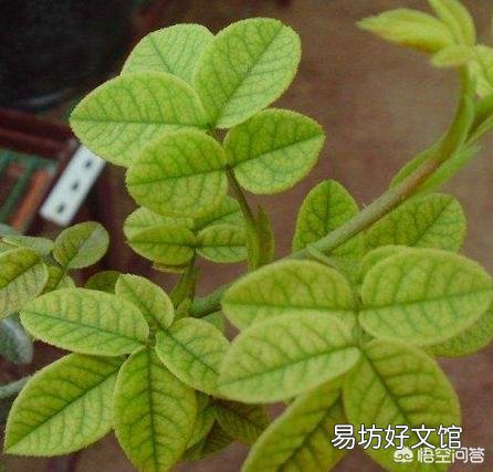 月季在春季萌芽,应如何施肥?
