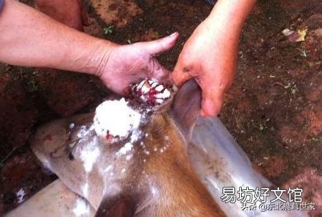 梅花鹿的鹿茸被锯掉时，鹿会感觉到疼痛吗？