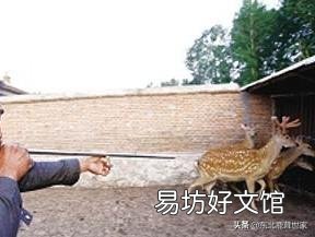 梅花鹿的鹿茸被锯掉时，鹿会感觉到疼痛吗？