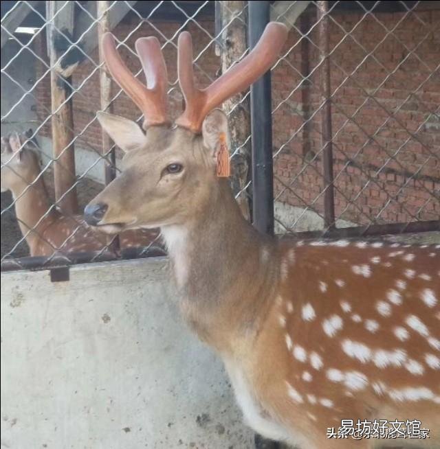 梅花鹿的鹿茸被锯掉时，鹿会感觉到疼痛吗？