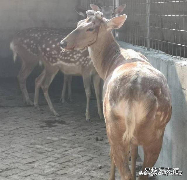 梅花鹿的鹿茸被锯掉时，鹿会感觉到疼痛吗？